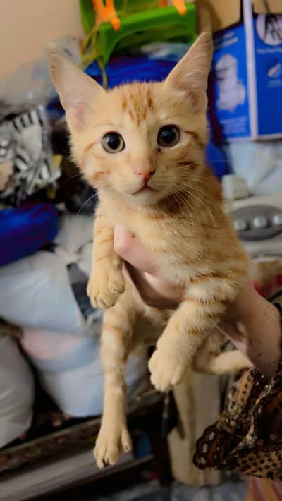 I want to sell my ginger tabby female kitten