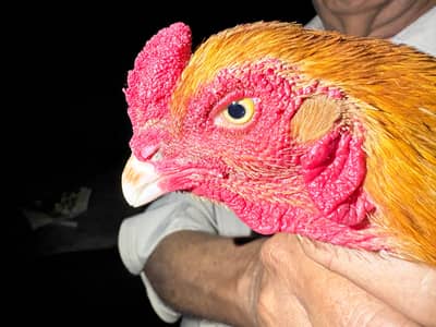 one Aseel amroha murgh r2 Aseel henn/ one golden misri hen egg laying