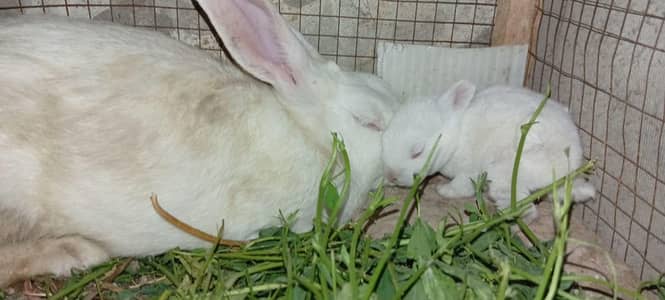 2 male 1 female