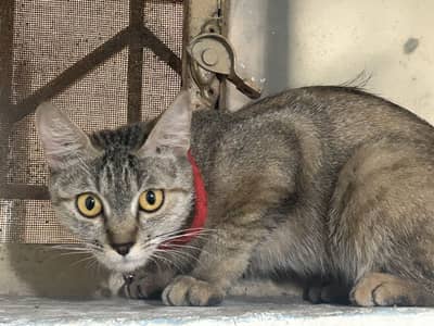 Persian female single coat trained