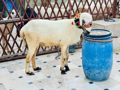 Qurbani ka dumba for 2026