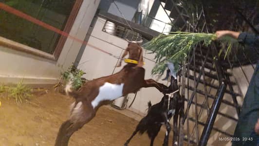 Bakra for sale