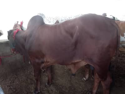 2 dant bachra For Sale