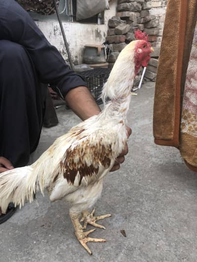 Aseel Mianwali murga for sale