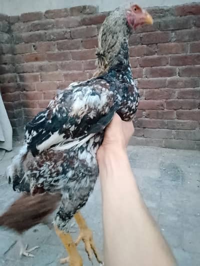 Pair Pure Pakistani Bloodline – Double Hadi Male & Lakhi Female