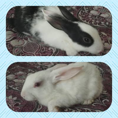 Rabbits pair and single are available in cheap prices.