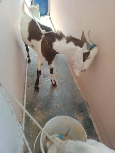 “Qurbani ke liye Healthy Bakra  Ghar ka Pala Hua”