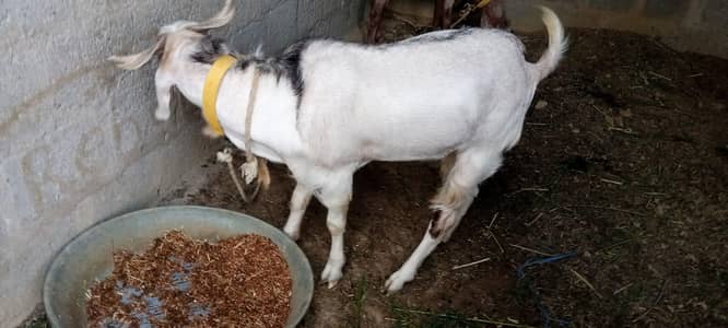 Healthy Bakra 15 Months - Eid/Qurbani Ke Liye
