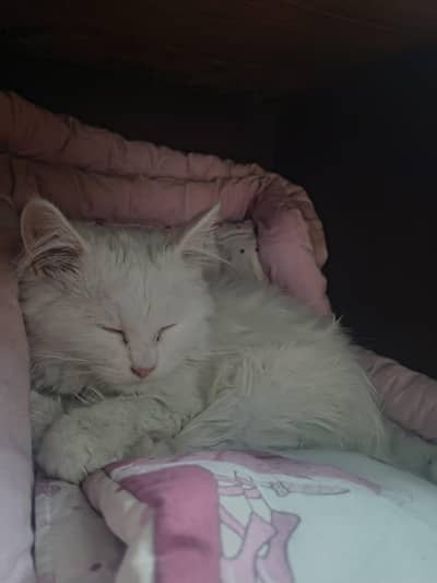 Persian Cat