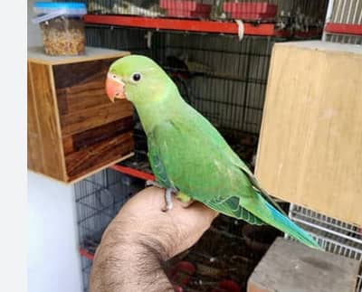 green parrot self chik