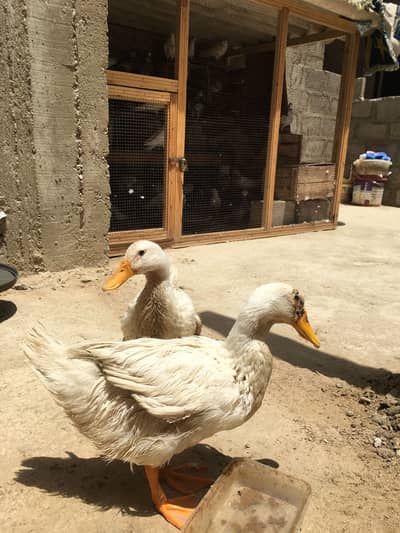 Beautiful duck pair