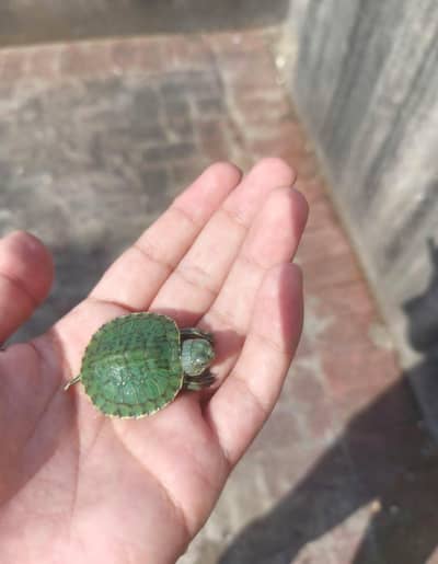 Turtle Red ear slider turtles