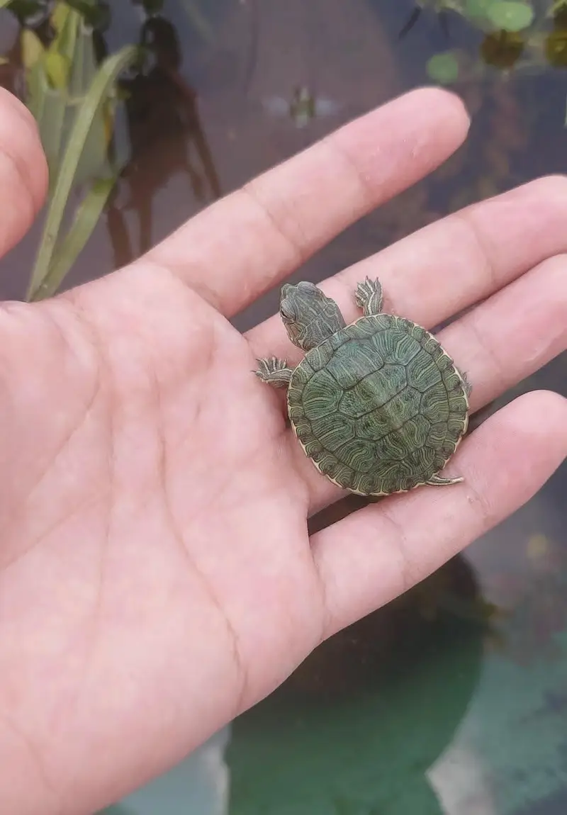 Turtle Red ear slider turtles — photo 4