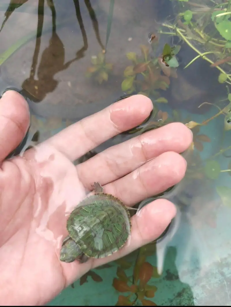 Turtle Red ear slider turtles — photo 5