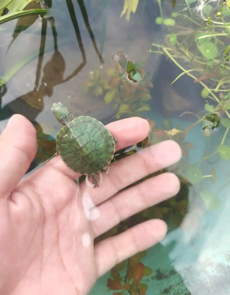 Turtle Red ear slider turtles — photo 6