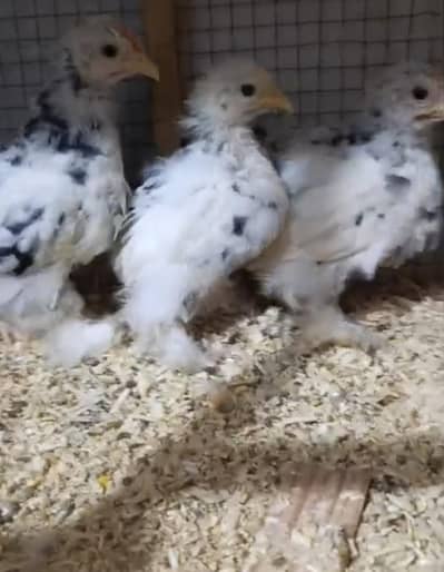 molted bantam 2 pait