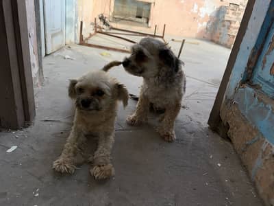 Shihtzu dog pair sale