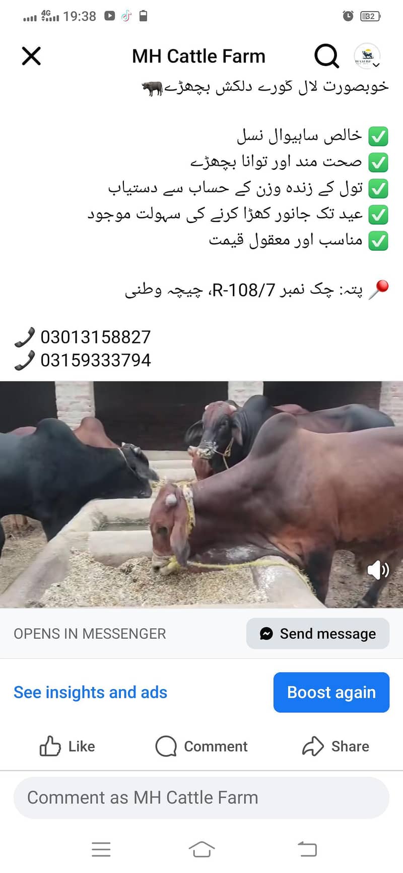 اعلیٰ ساھیوال نسل کے وچھےقربانی کے لئے دستیاب ھے 1