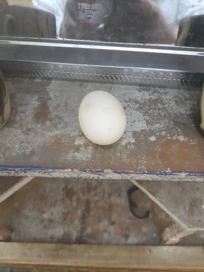 Duck Eggs