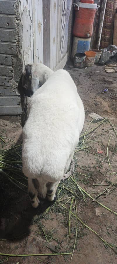 dunba
