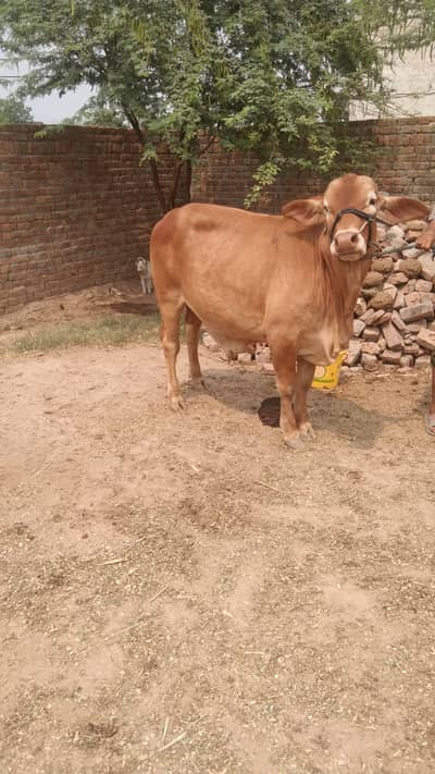 Bull Sale for Qurbani