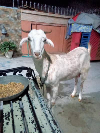 Tapari Bakri