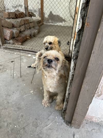 Shihtzu dog pair sale