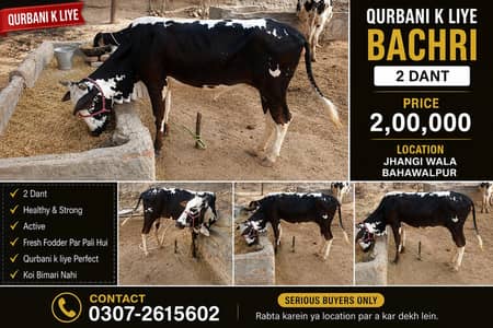 Qurbani k liye Bachri (2 Dant) – Healthy & Ready