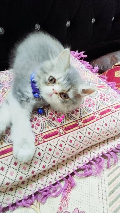 persion male kitten
