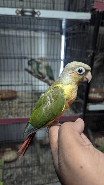 Pineapple conure high red factor hand tame chick available