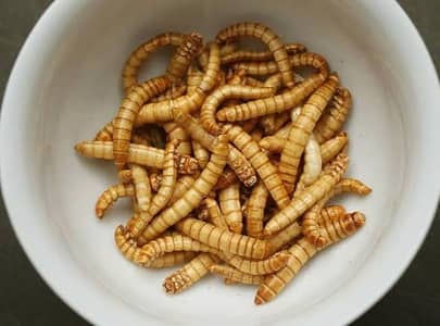 Mealworms USA Breed Bird's & fish feed And Reptiles
