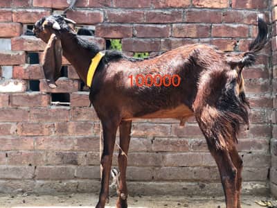 Qurbani k liye ghr k paly howy 2 bakry