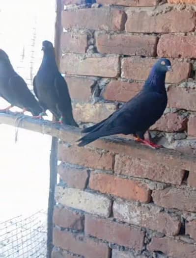 Parrot