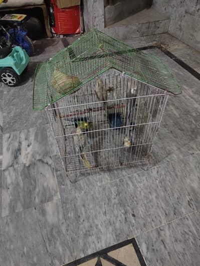 Healthy Cockatiels with Big Cage for Sale - Tamed Birds