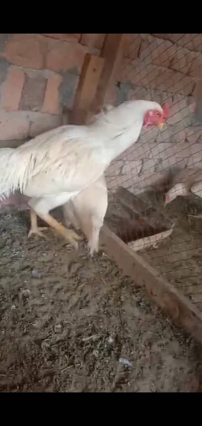 1 whait murga or 3 whait murgiya for sale