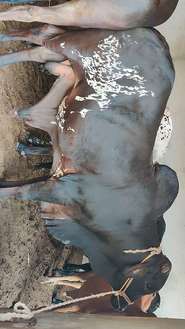 قربانی کے جانور 0