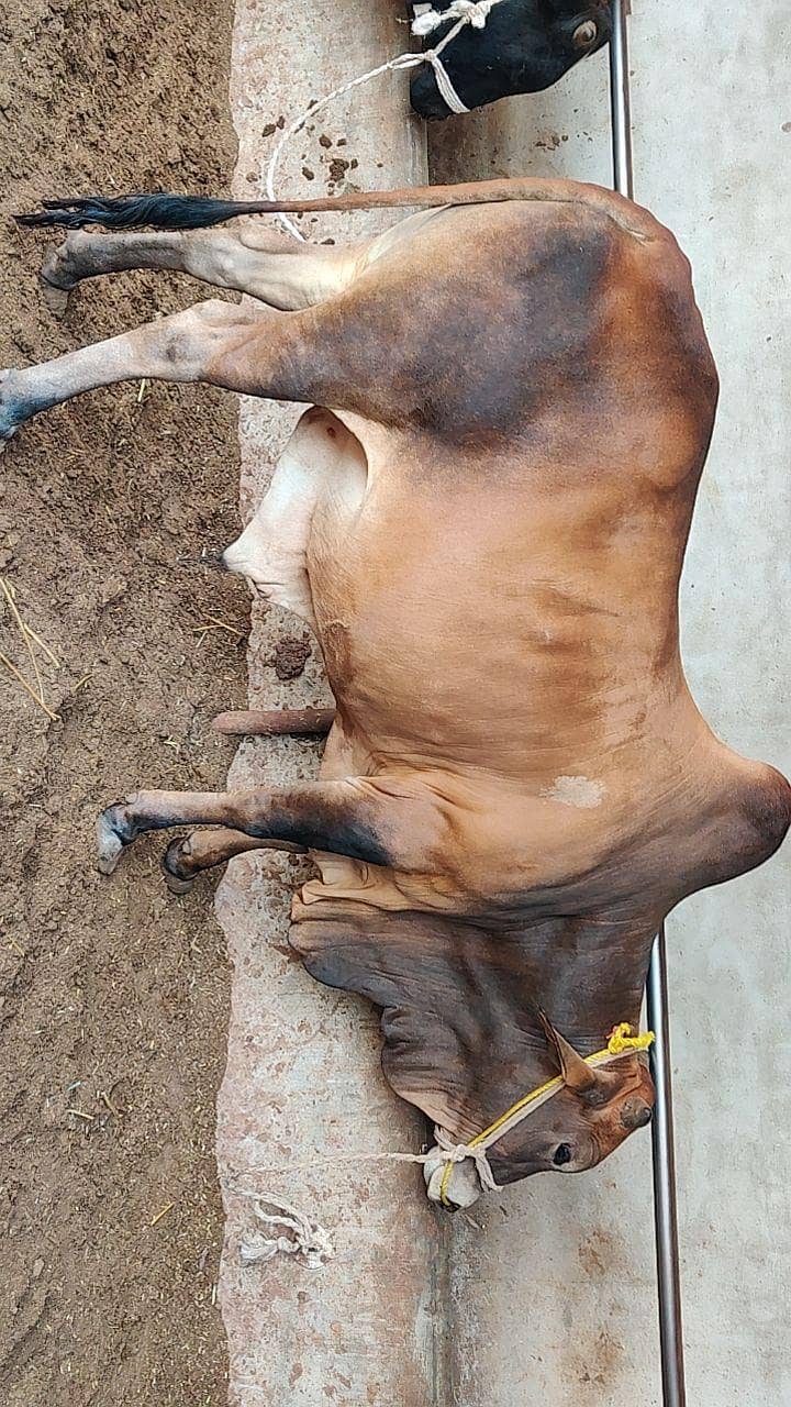 قربانی کے جانور 3