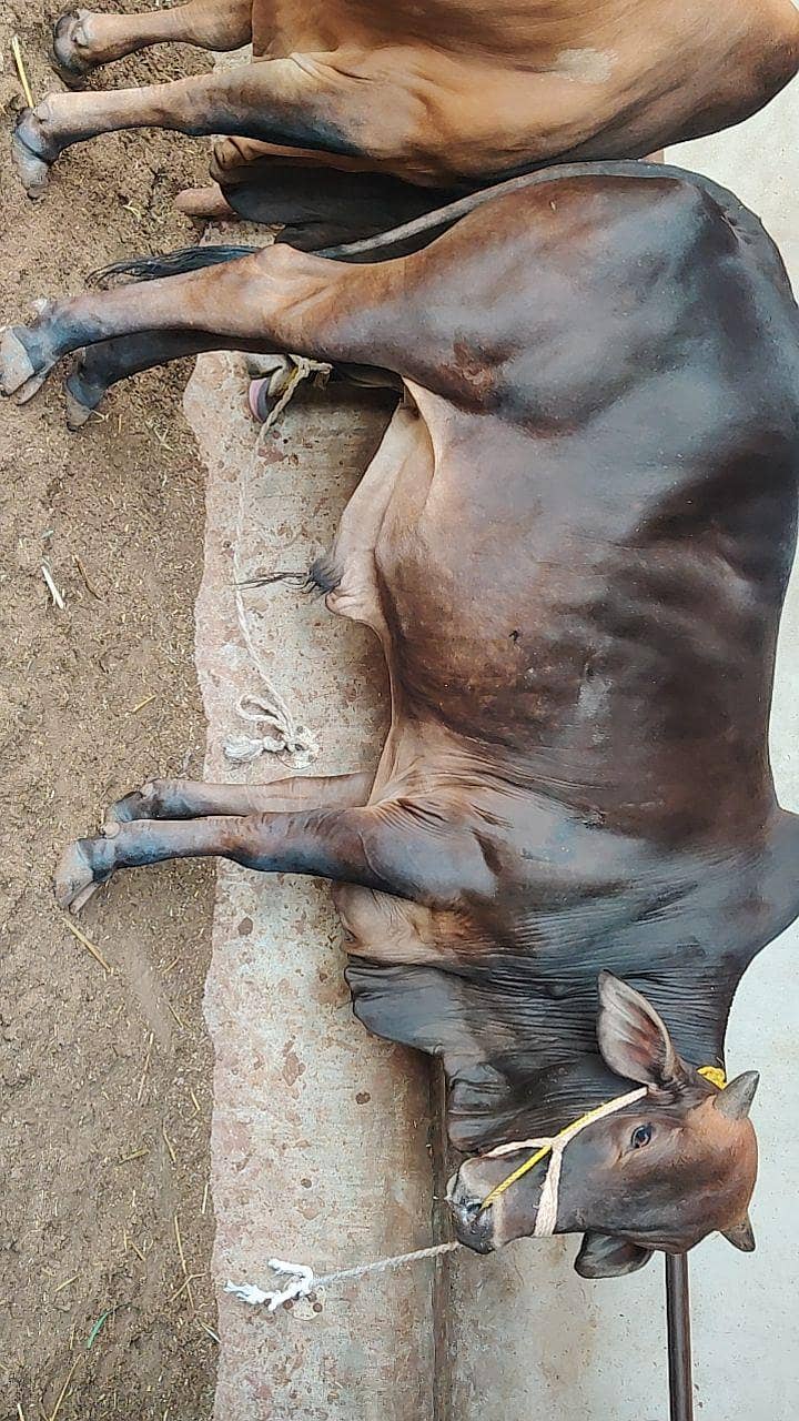 قربانی کے جانور 5