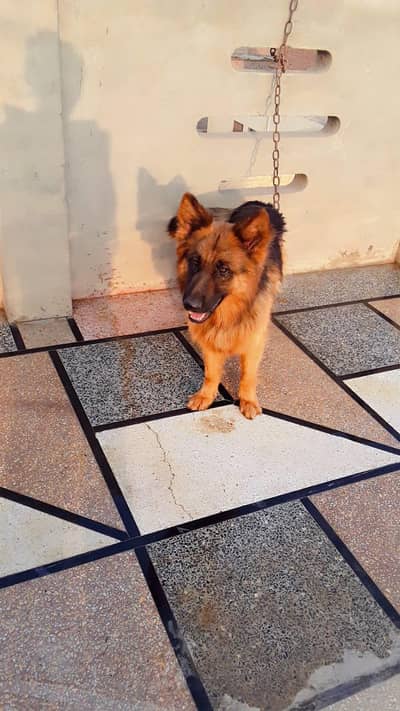 German shepherd double cott