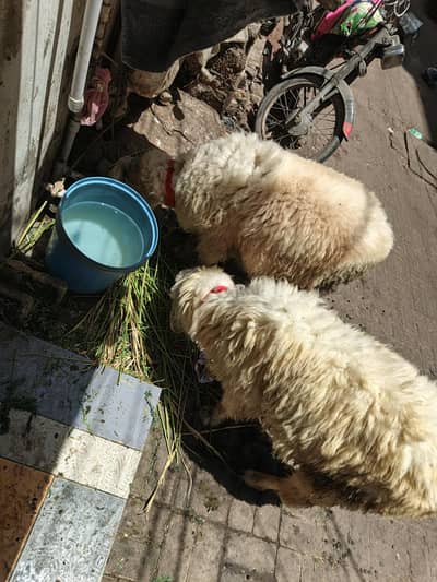 Qurbani Dumba For Sale  Jori 65000