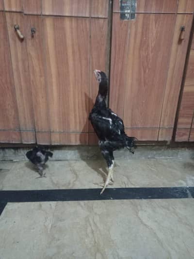 pure burmi thai pair