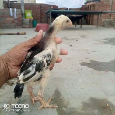 TOP QUALITY SHAMOO CHICKS