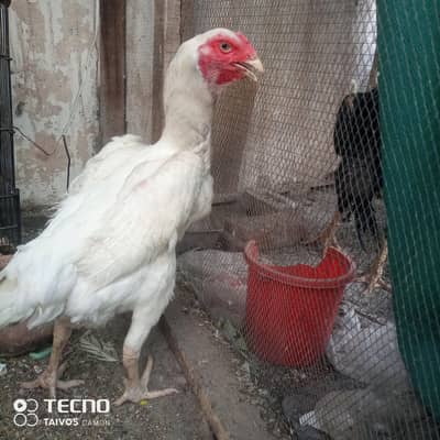 TOP QUALITY SHAMOO CHICKS at cheap price