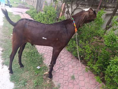 Qurbani Goats, Home Raised, Reasonable Price, 2 daant