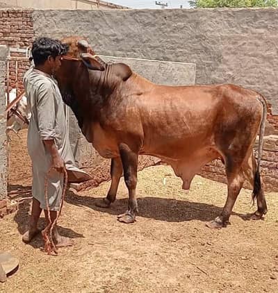 Qarbani K janver for sale03088668396