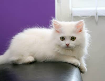 kitten