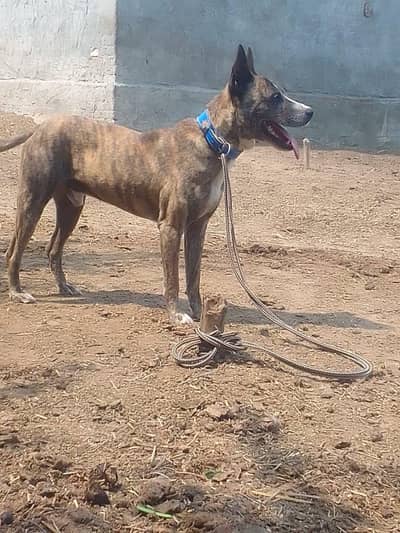 pitbull female for sale 03335823124