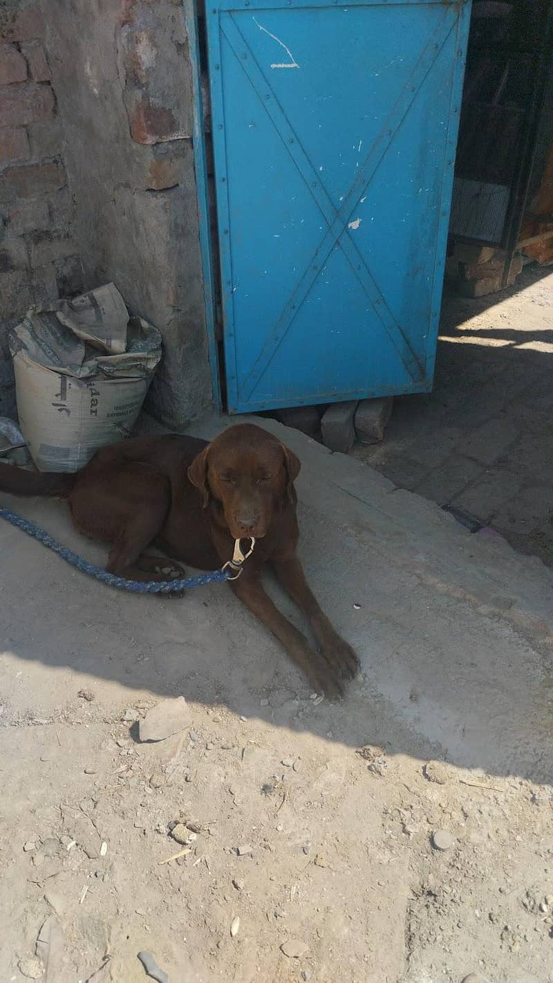 Labra dor 1