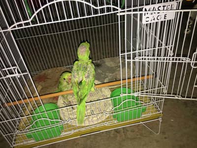Raw Parrots Chicks Pair for Sale 03040919432 what's app