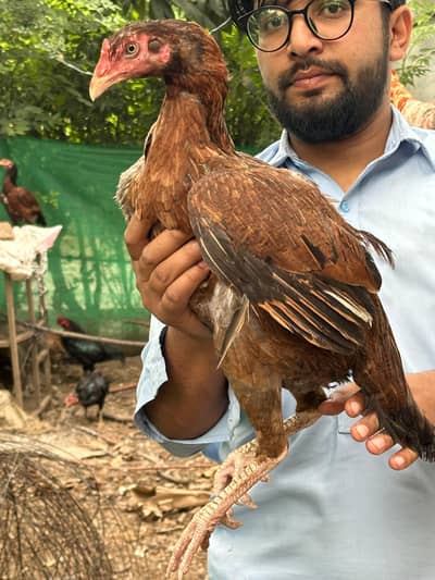High quality maadyain  and mushka male for sale